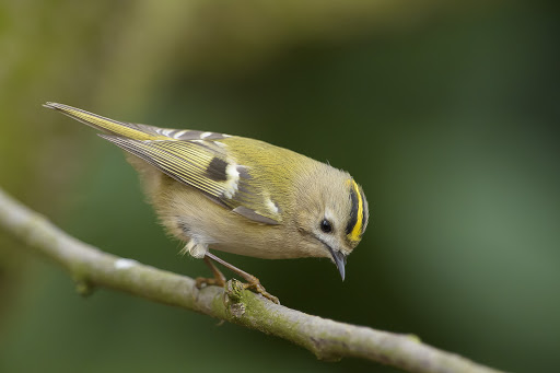 Goldcrest (Regulus regulus)